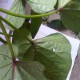 plants records