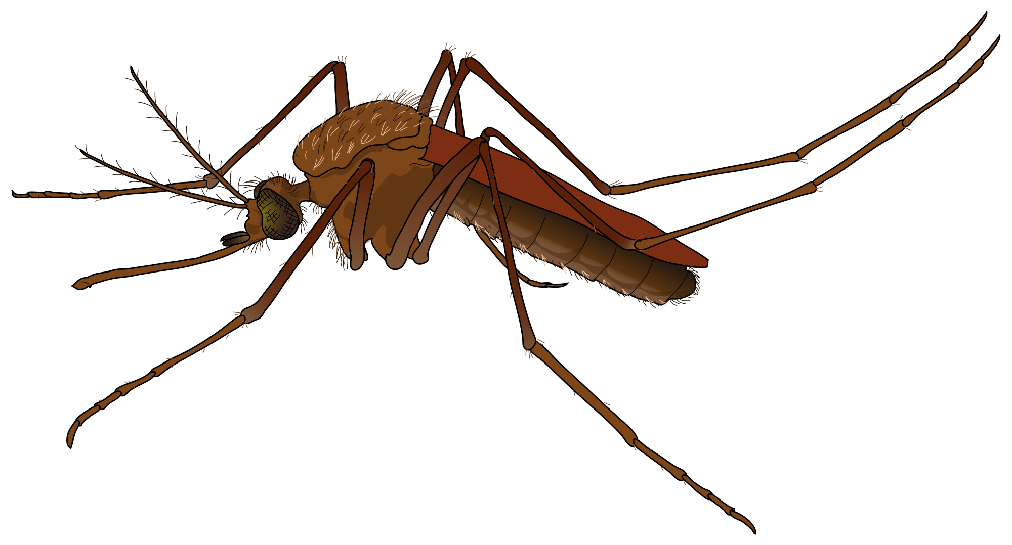 2000px-Mosquito_female.svg